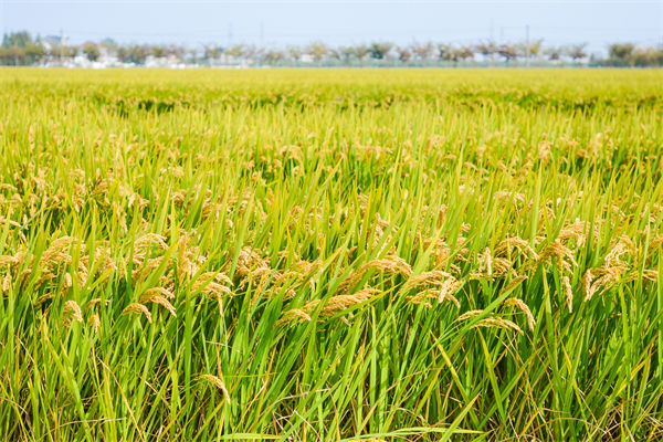 制造業(yè)分析：再這樣熱下去，全球的早餐都“懸了”