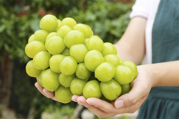 營銷管理咨詢分析：陽光玫瑰因何跌成“地板價”？